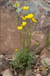 Ranunculus paludosus Poir.