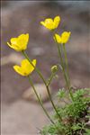 Ranunculus paludosus Poir.