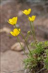 Ranunculus paludosus Poir.