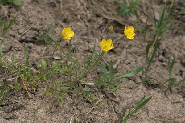 Ranunculus paludosus Poir.