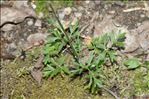 Ranunculus paludosus Poir.