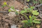 Ranunculus parviflorus subsp. chius (DC.) Arcang.