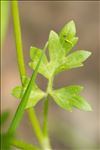 Ranunculus sardous Crantz