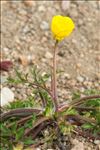 Ranunculus sardous f. xatardii (Lapeyr.) B.Bock