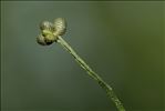 Ranunculus tripartitus DC.