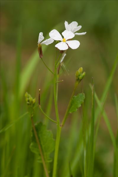 Raphanus raphanistrum L.