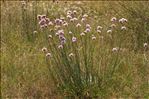 Armeria arenaria (Pers.) Schult. subsp. arenaria