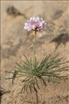 Armeria arenaria (Pers.) Schult. subsp. arenaria