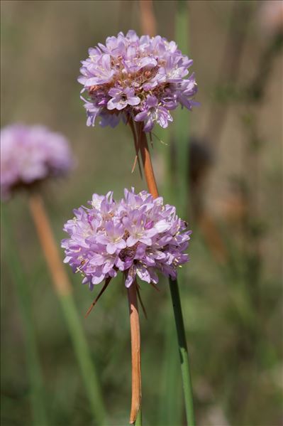 Armeria arenaria (Pers.) Schult. subsp. arenaria