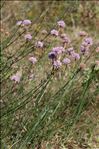 Armeria arenaria (Pers.) Schult. subsp. arenaria