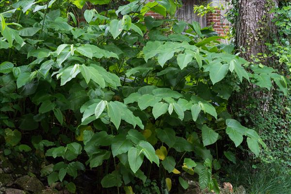 Fallopia sachalinensis (F.Schmidt) Ronse Decr.