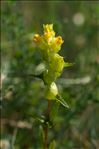 Rhinanthus minor subsp. calcareus (Wilmott) E.F.Warb.