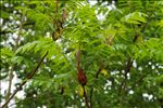 Rhus typhina L.