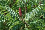 Rhus typhina L.