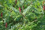 Rhus typhina L.