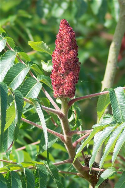 Rhus typhina L.