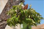 Rhus typhina L.