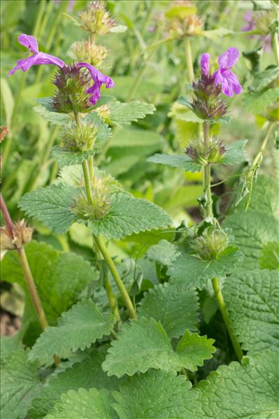 Betonica macrantha K.Koch
