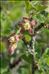 Ribes uva-crispa L.