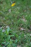 Arnica montana L. var. montana