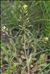 Rorippa palustris (L.) Besser