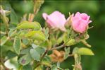 Rosa rubiginosa L.