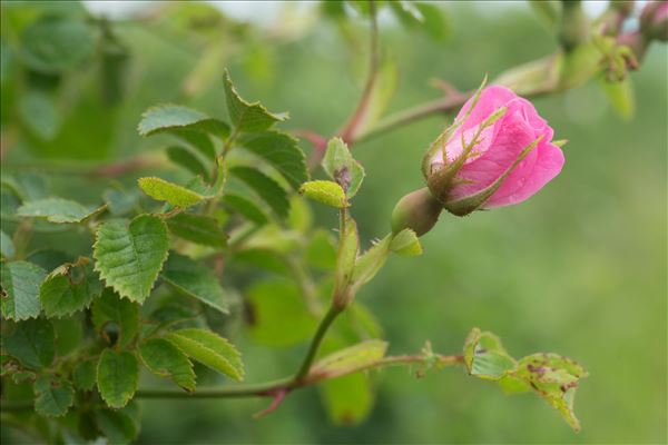 Rosa rubiginosa L.