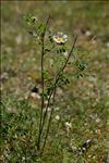 Rosa spinosissima subsp. myriacantha (DC.) C.Vicioso